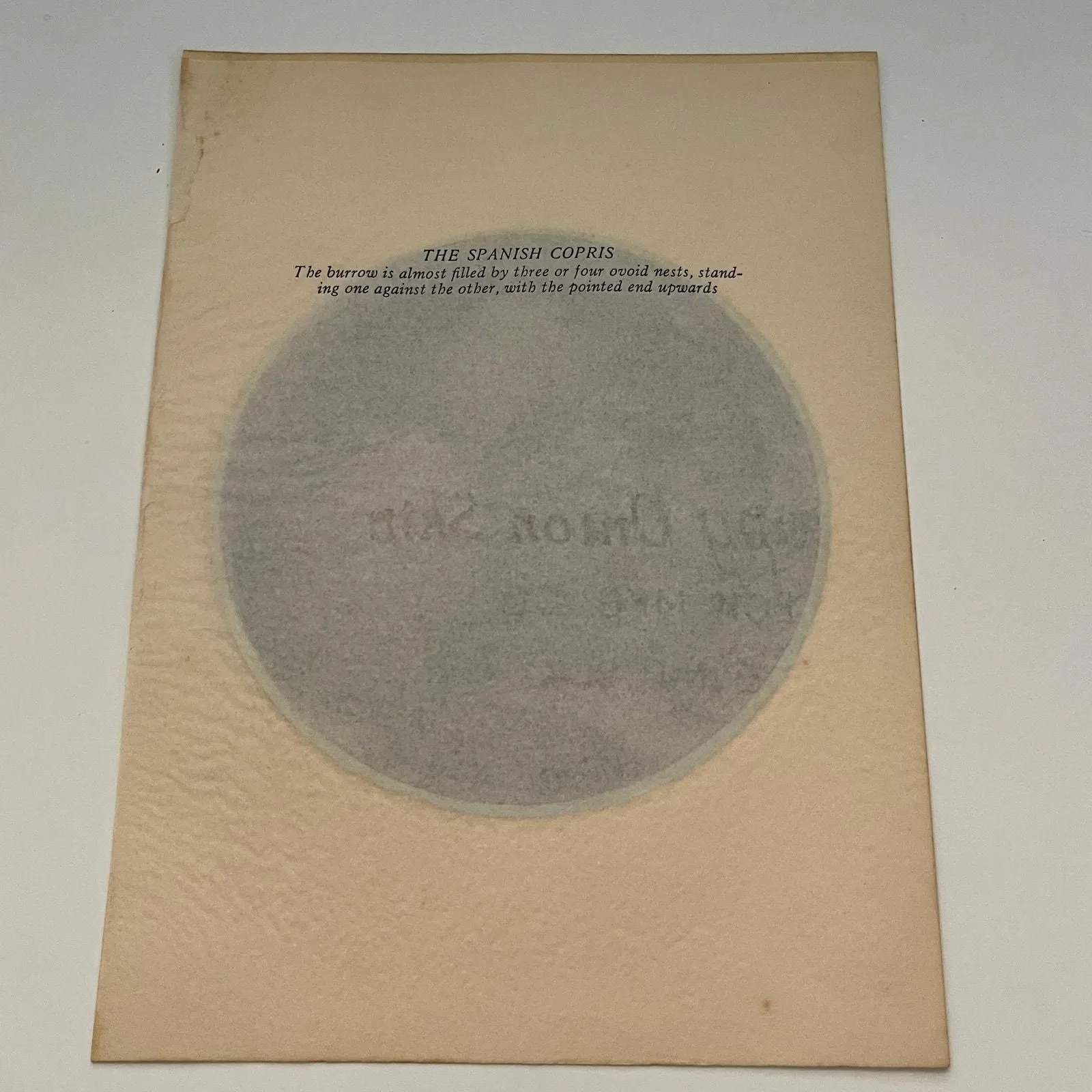 Product image for The Spanish Copris 1931 Art Print SAG4-7