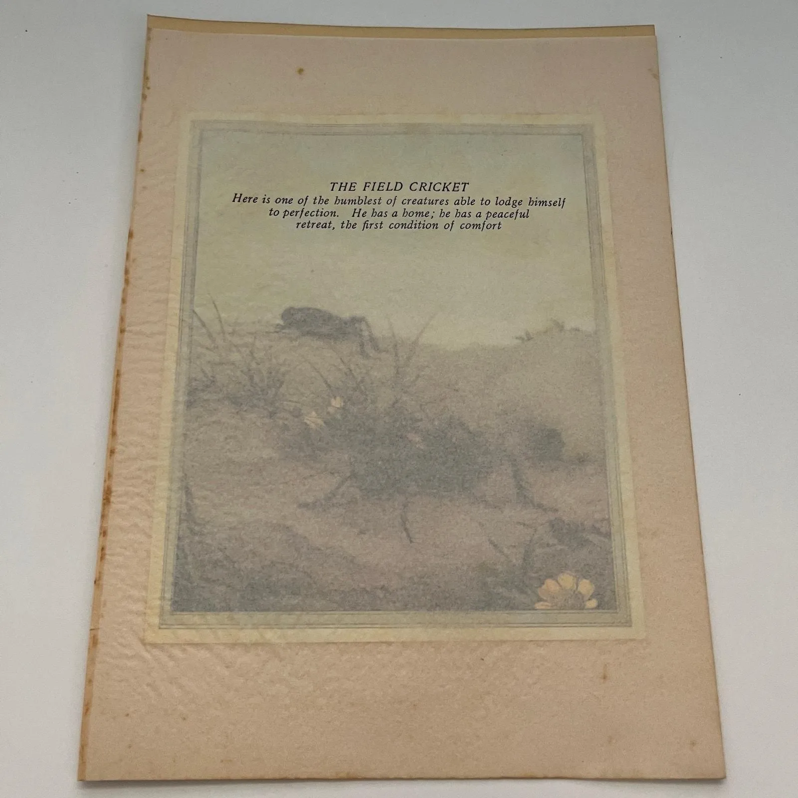Product image for The Field Cricket 1931 Art Print SAG4-7