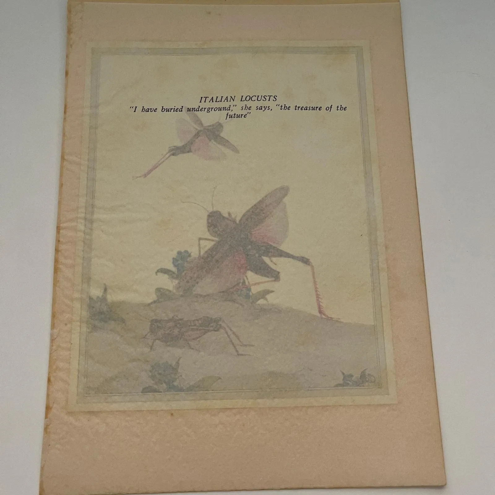 Product image for Italian Locusts 1931 Art Print SAG4-7