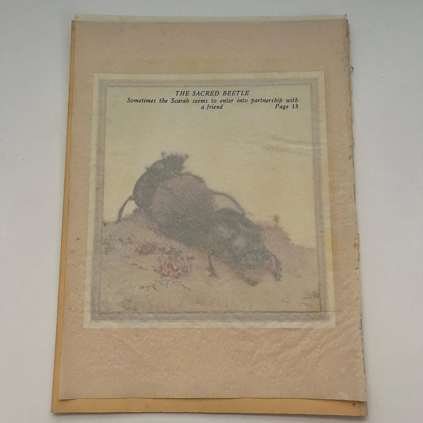 Product image for The Sacred Beetle 1931 Art Print SAG4-7