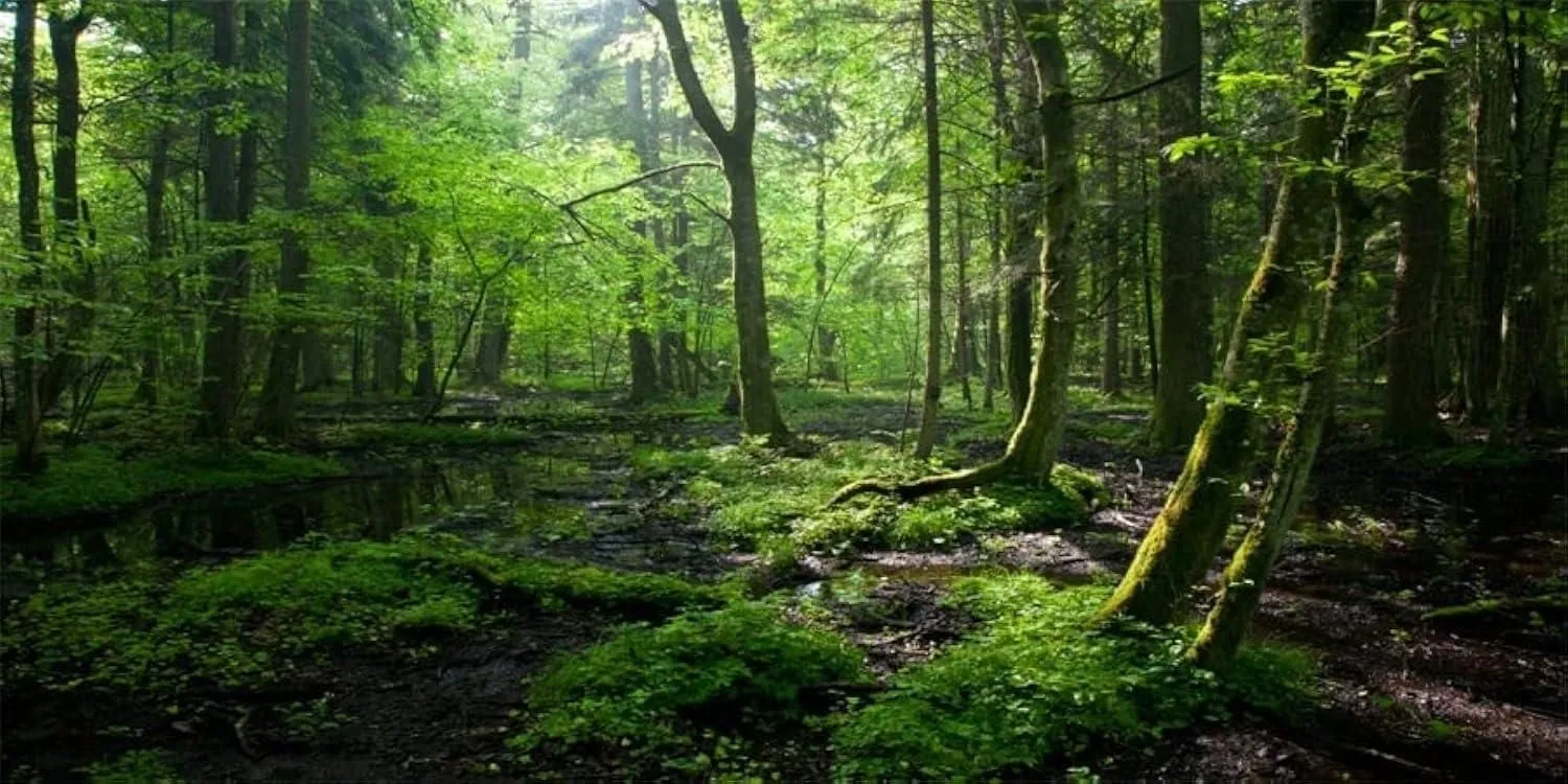 Product image for 15x8ft Jungle Forest Backdrop, Spring Green Trees Sunshine Nature Background - brand-new