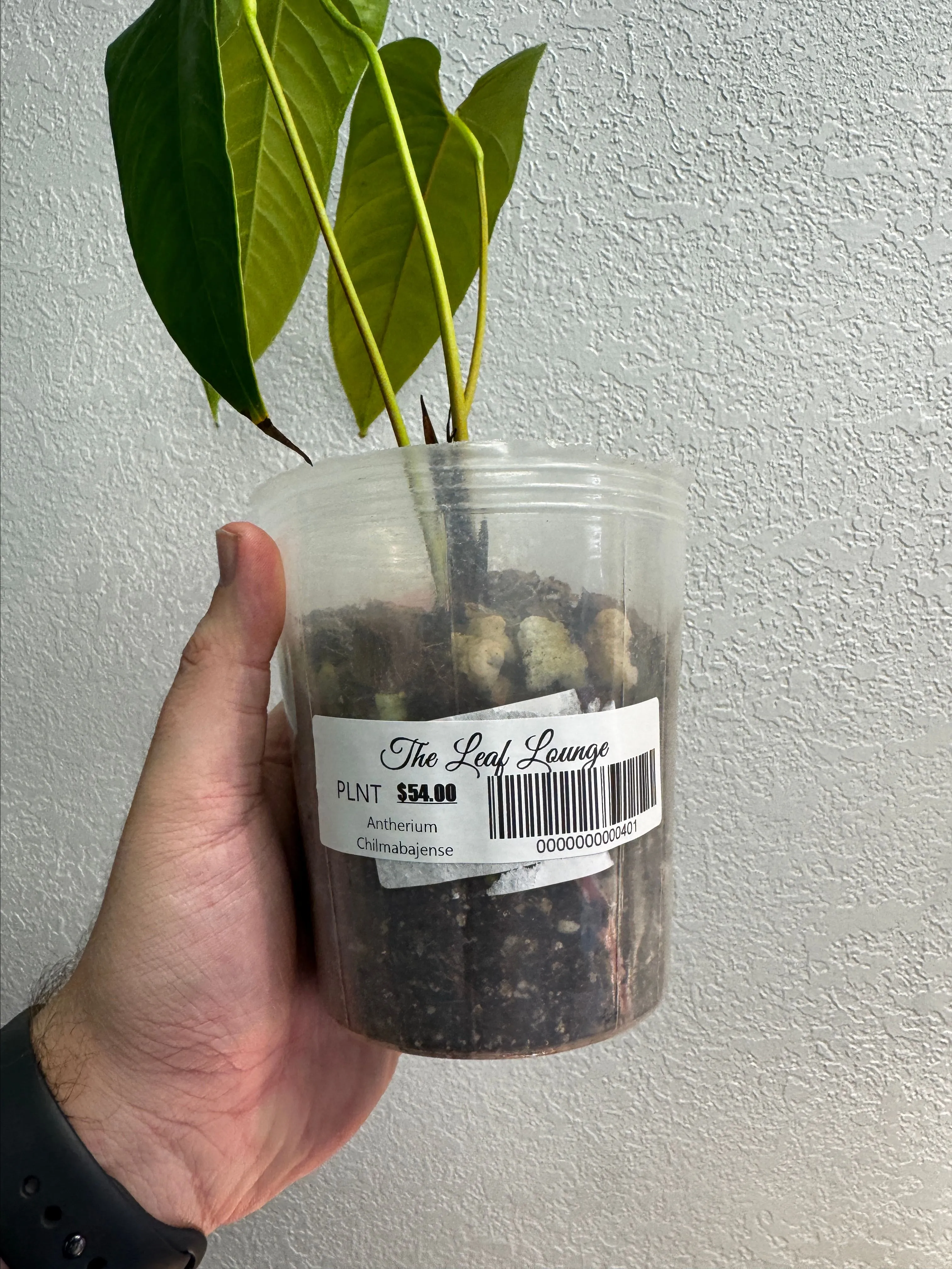 Anthurium Chilmabajense 5