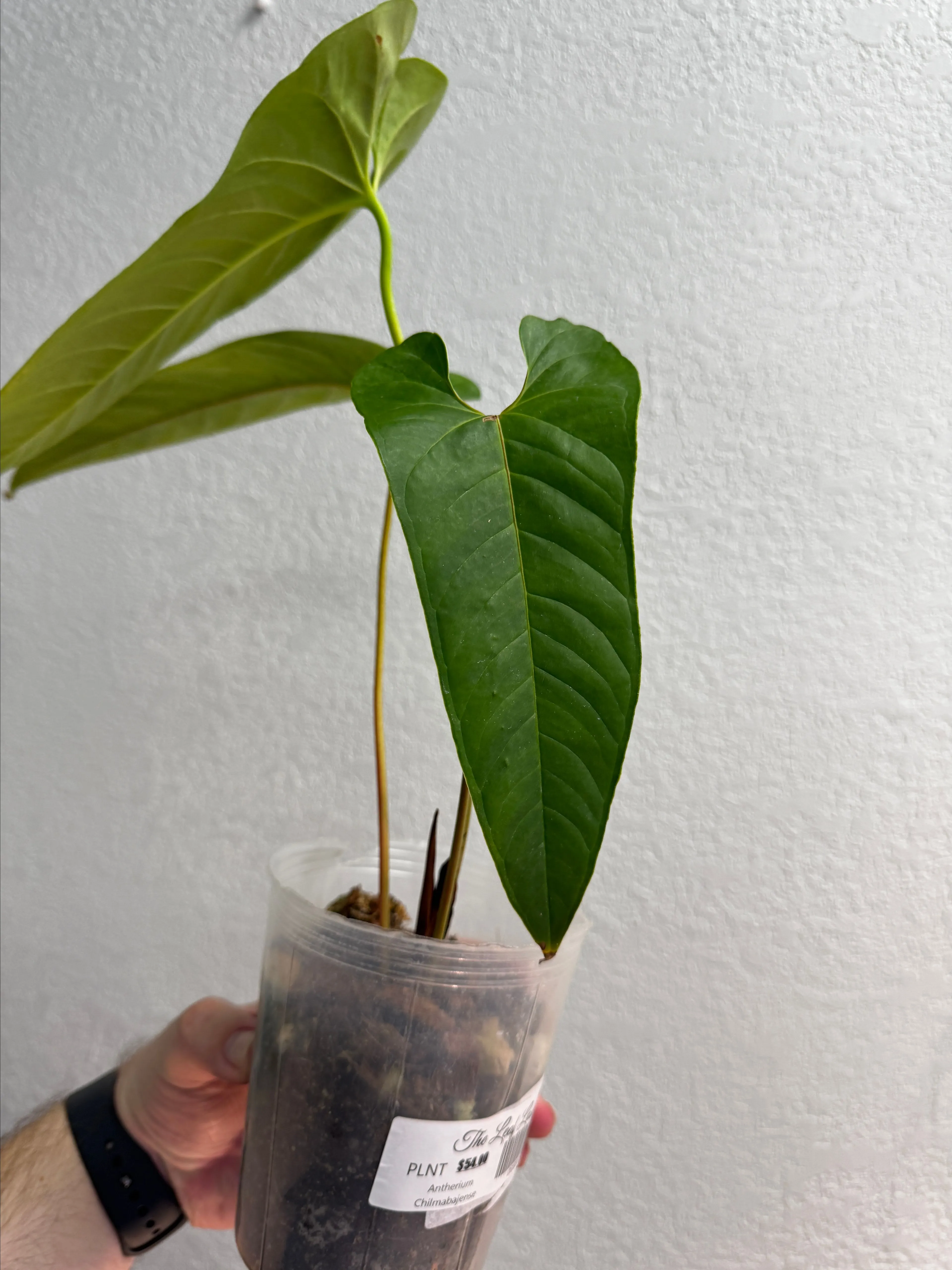 Anthurium Chilmabajense 5