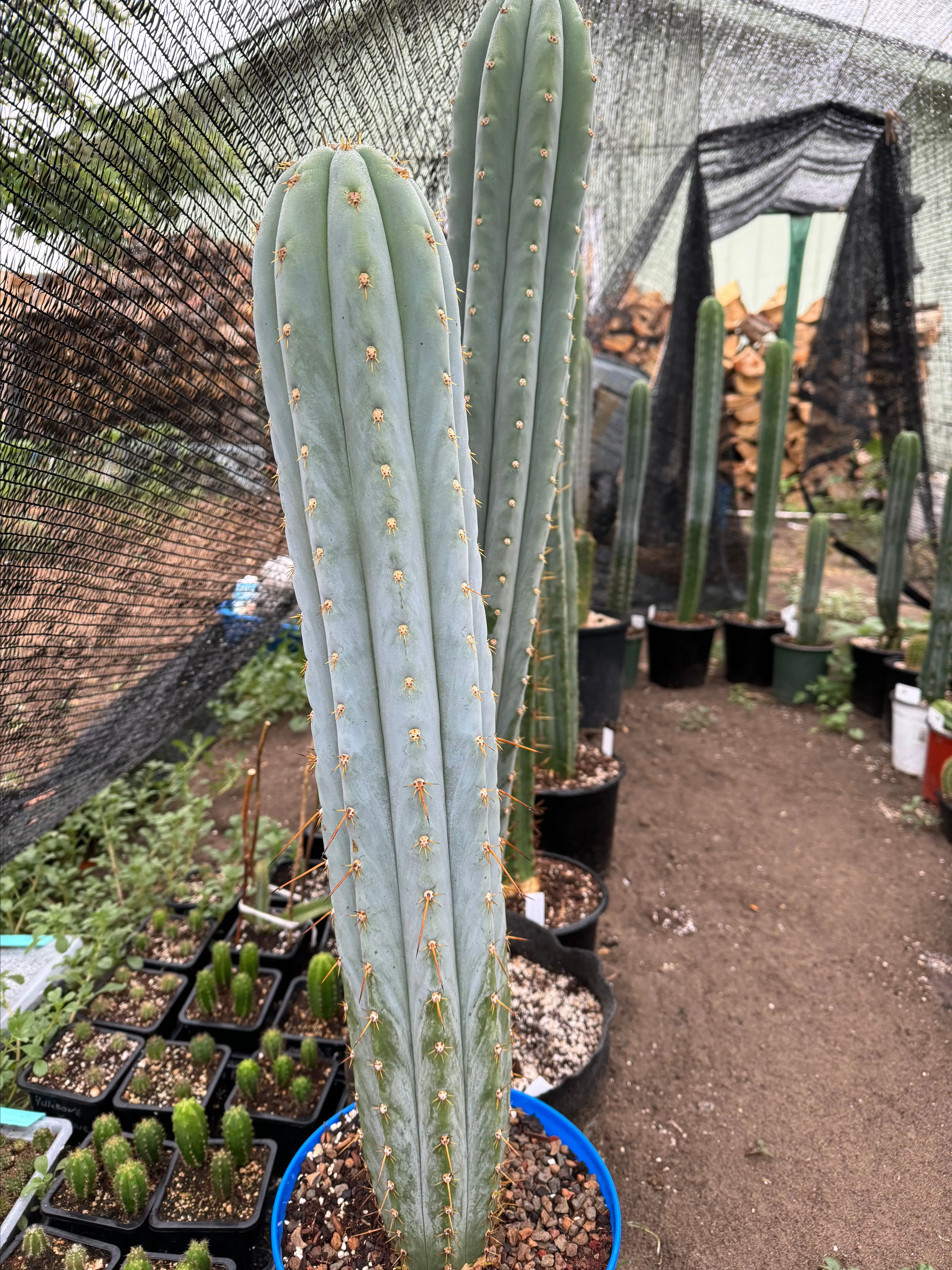 専用 1kg Trichocereus peruvianus /トップカット Tr. peruvianus - Peruvian Torch - Cuts | Cactocereus UK t/a