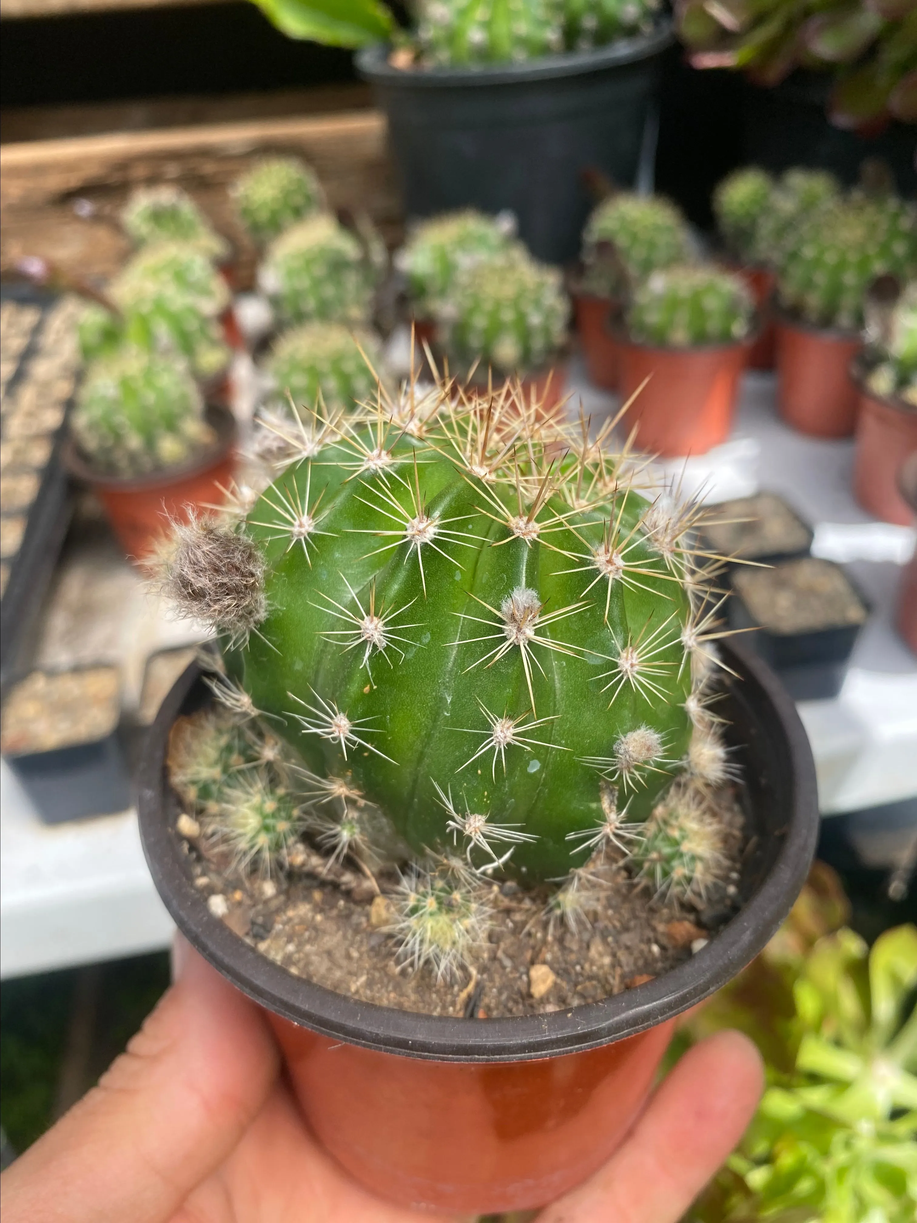 Hedgehog cactus · Whatnot: Shop, Sell, Connect