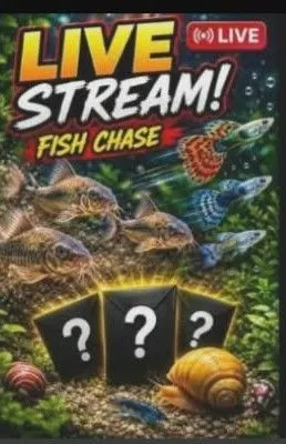 Miniature du live