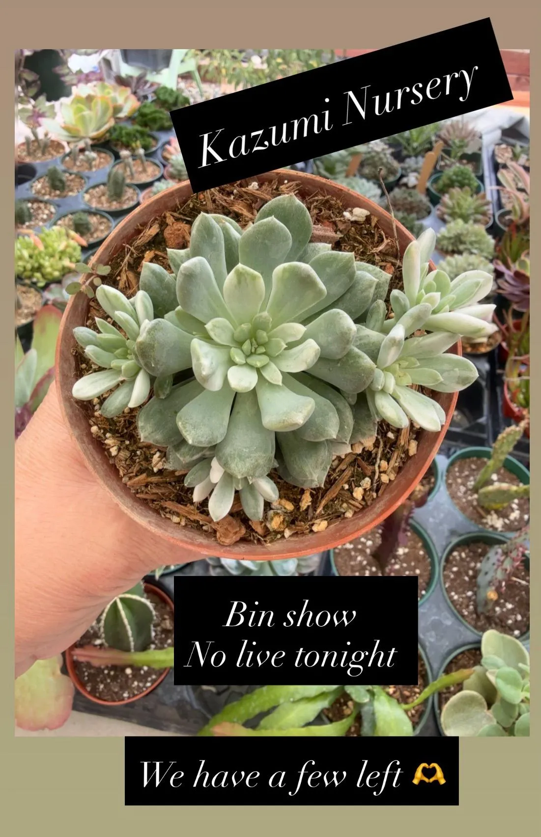 Thumbnail for live show