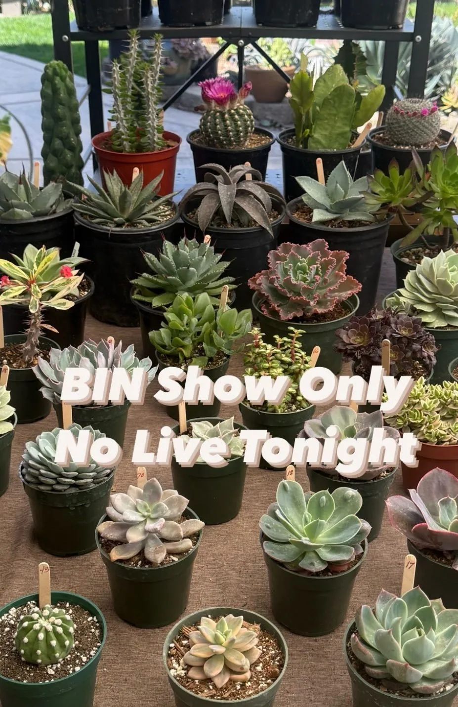Thumbnail for live show