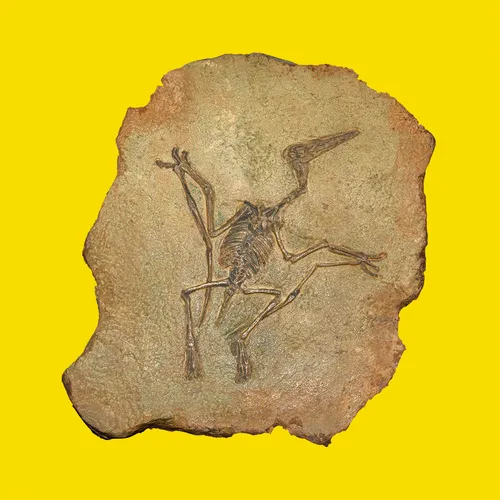 Fossils