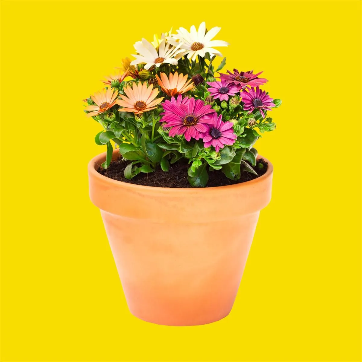 Plants & Garden