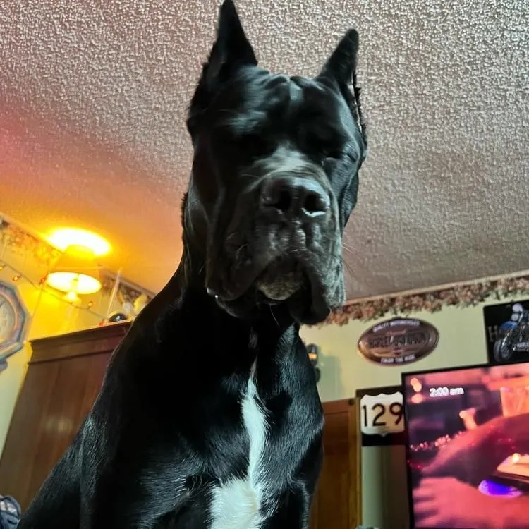 betopnotch