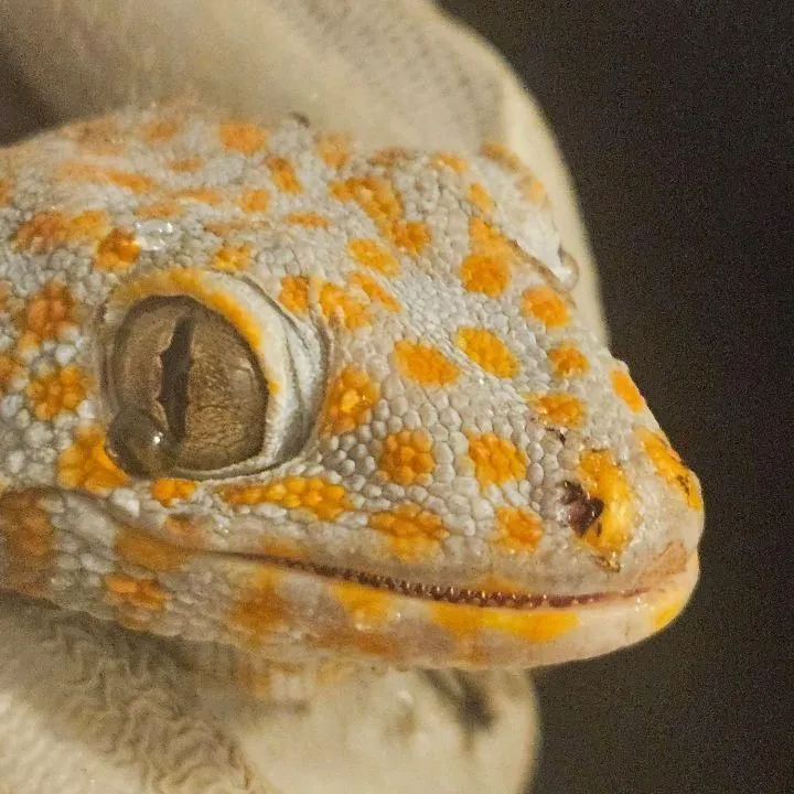 chaoticeri