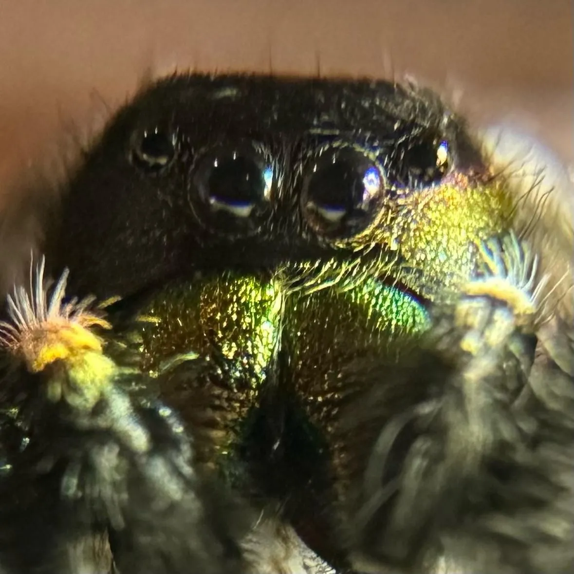 thespidergirl