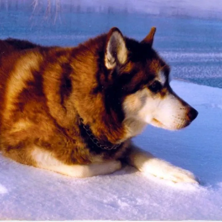 riverwolf21