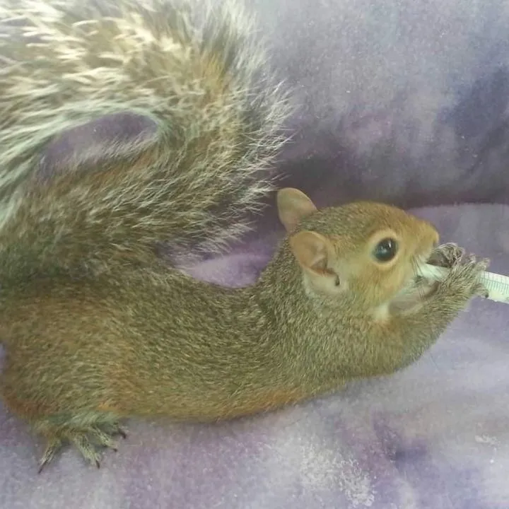 squirrellady