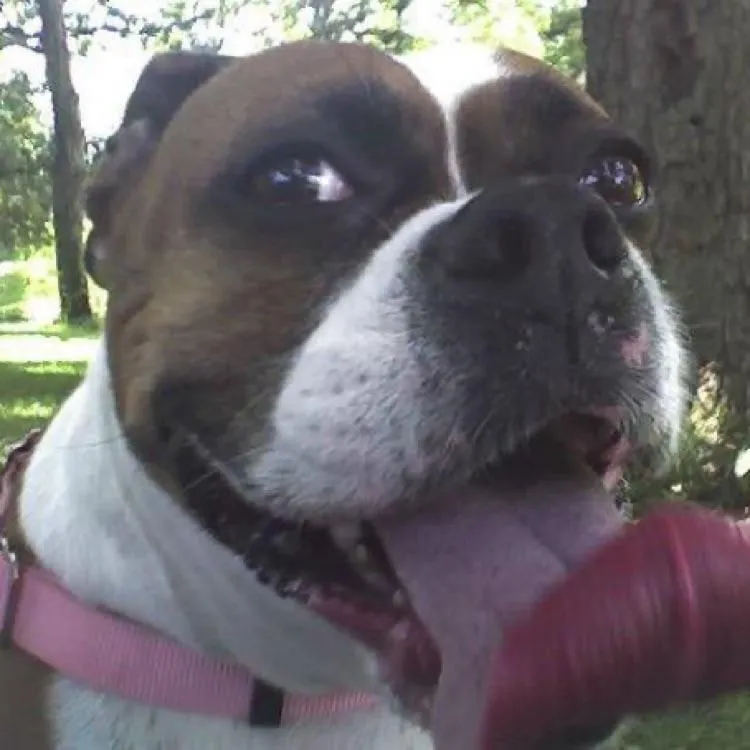 dogsarelife