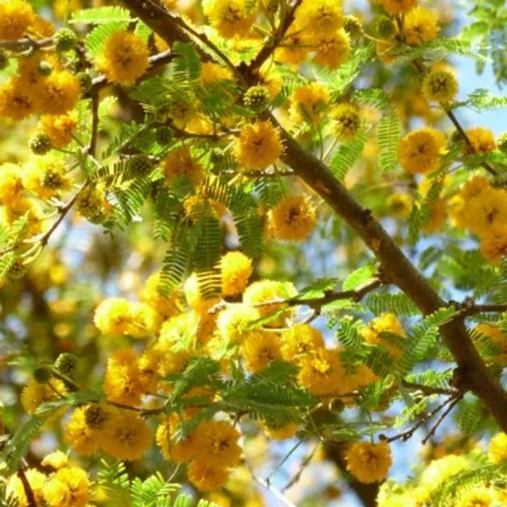 huisachetree