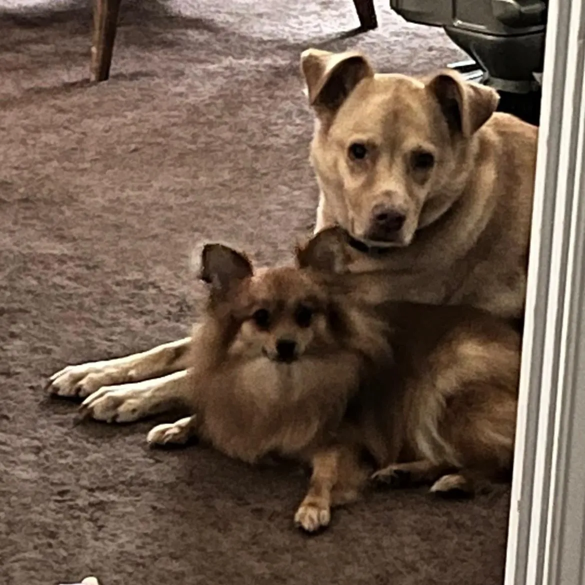 animalsaregreat