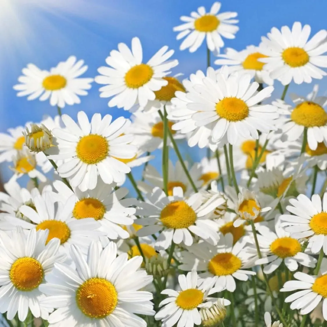 daisyhope