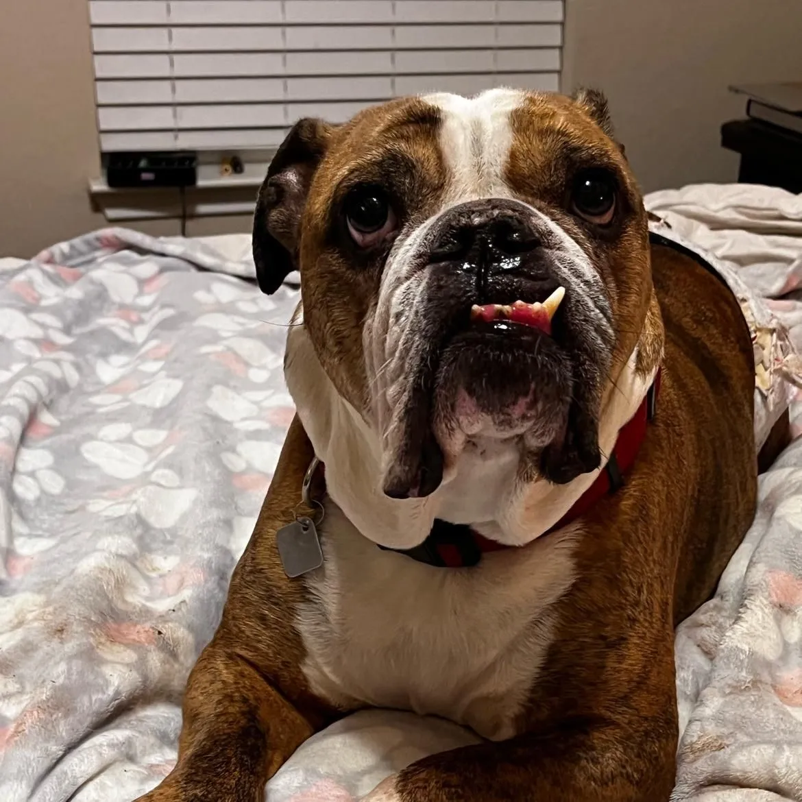 caryface
