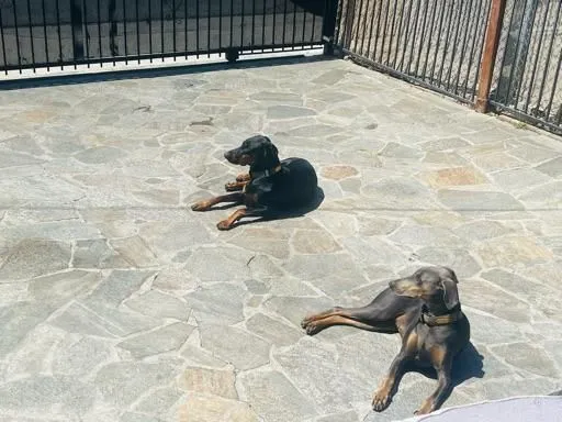 dobehunter26