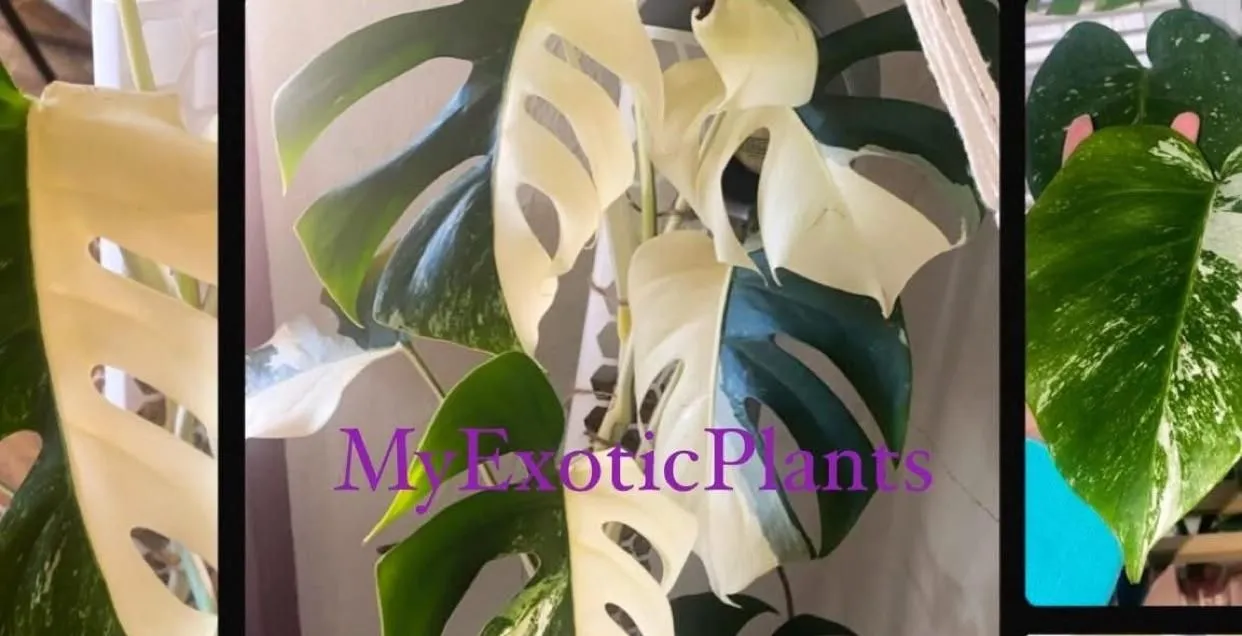 philodendron white measure Philodendron 'White Measure'  Serres Lavoie