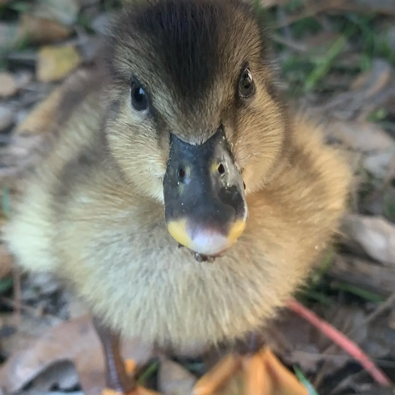crazyduckmom01