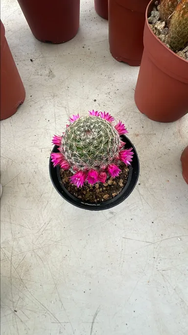 Mamillaria cactus 4 inch