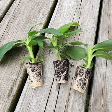 3 Super Dwarf Banana Plants Musa !!