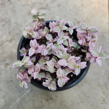 Pink Panther 4in Pot