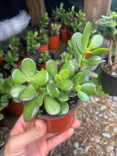 Jade plant (4inch pot)