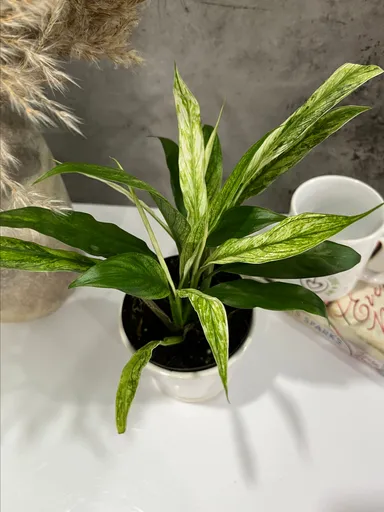 Variegated Peace Lilly