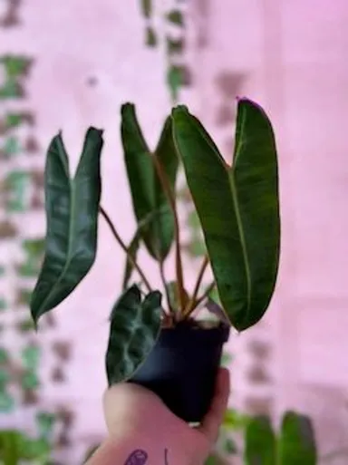 Philodendron 'Billietai'