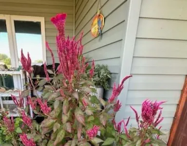 Pink Celosia SEEDS