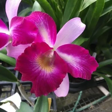 Lc Mini Song Cattleya Alliance Orchid