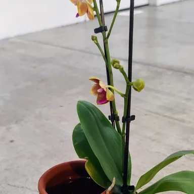 Orchid on Srl Watering Jug/Terrapot
