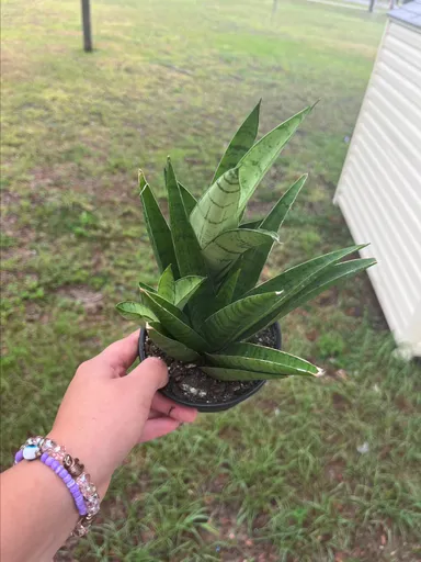 4" Sanseveria Night Owl Compacta