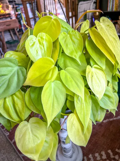 Neon Philodendron ✨