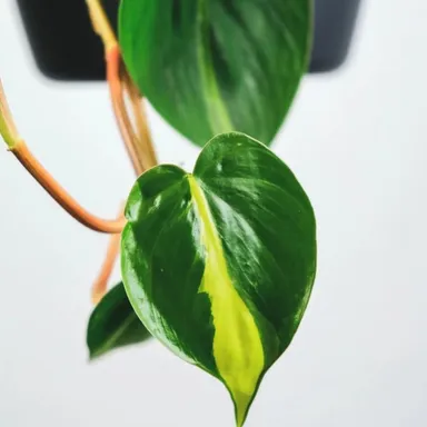 Philodendron Brasil Cutting