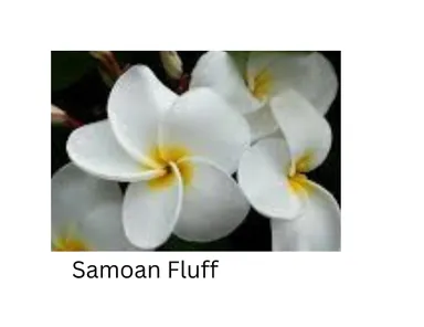Samoan Fluff plumeria cutting