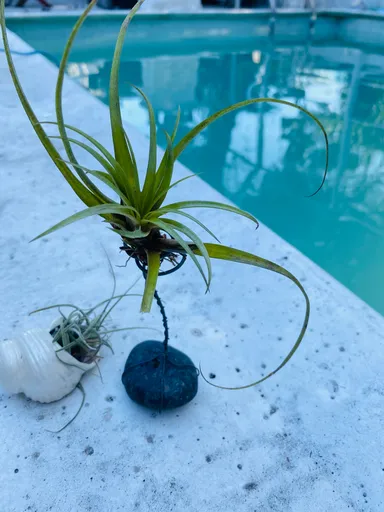 **Handcrafted Air Plant Holder with Rock Base**(shell and airplant not included)