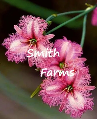 25 Seeds Pink Fringe Thysanotus Flowers