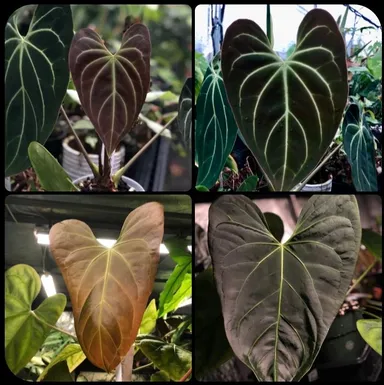 Anthurium ‘Papasan’ x Aff. Besseae Seedlings (JA Hybrid)