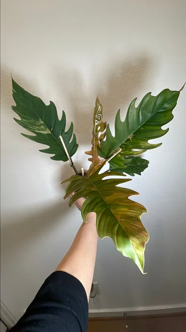 Philodendron Caramel Marble 107