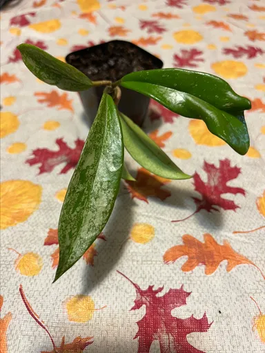 Hoya Pubicalyx splash bright one variegated cutting