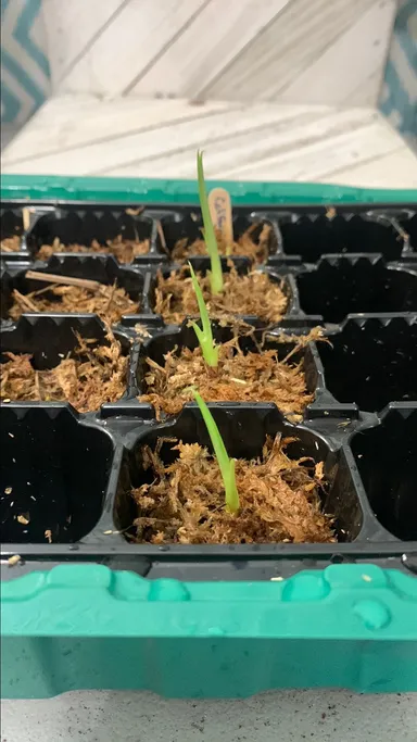 Alocasia California Sprouted Corm