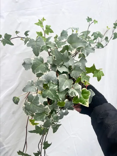 Blue Helix Ivy Plant $16