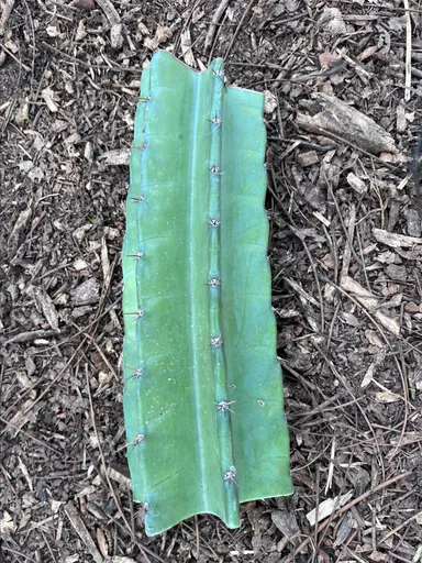 Apple Cactus Mid-Joint Cut
