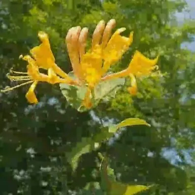 Honeysuckle Cutting- Yellow