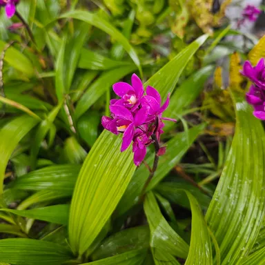 Philippines Ground Orchid